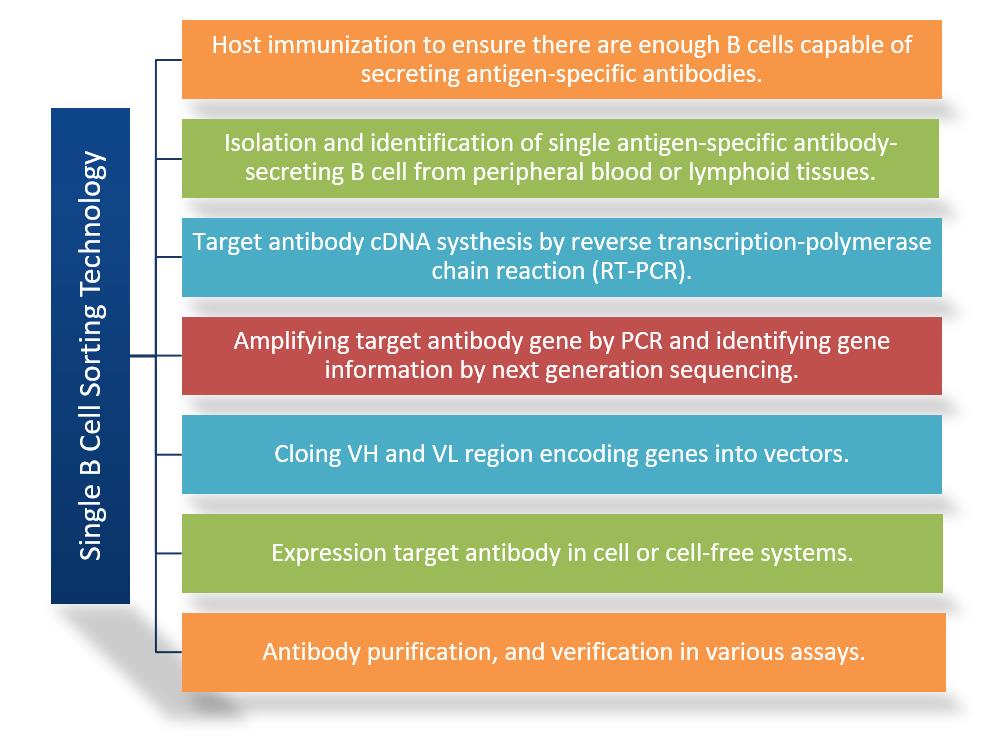 Fig.2 Workflow of therapeutic antibody discovery by single B cell sorting technology. (Creative Biolabs Original)